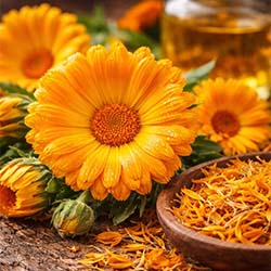 calendula oil